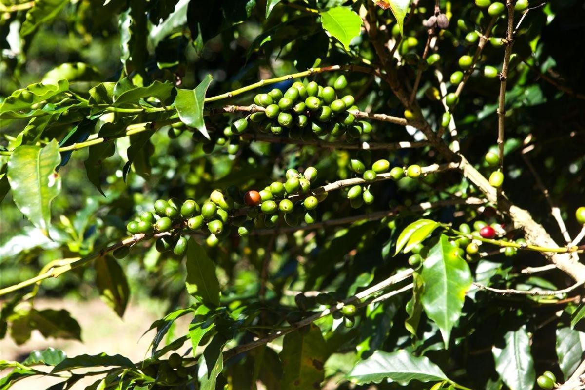 Recanto Dos Cafezais Bueno Brandão Exterior foto
